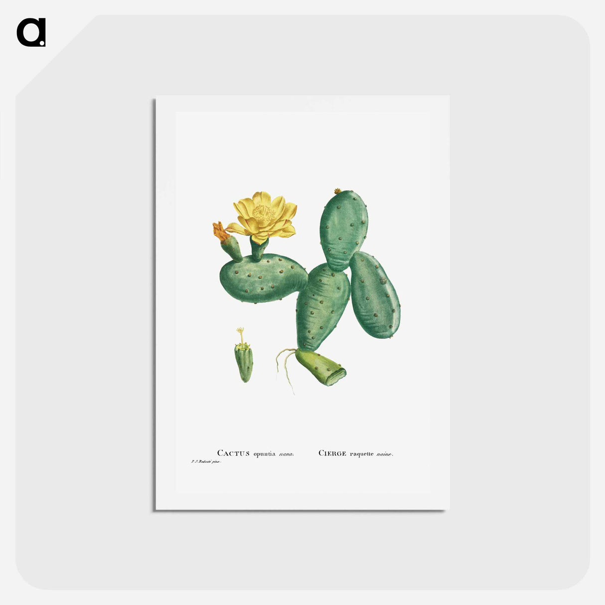 アートポストカード-Cactus Opuntia Nana - ピエール ジョゼフ ルドゥーテ Postcard.