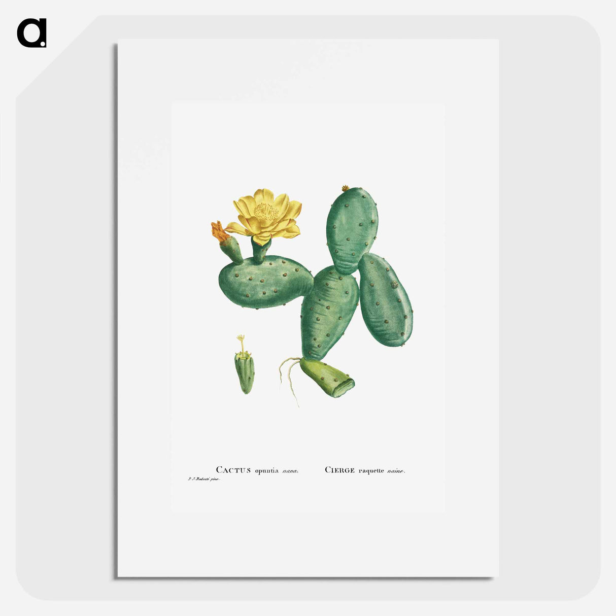 Cactus Opuntia Nana - Pierre Joseph Redouté Poster.