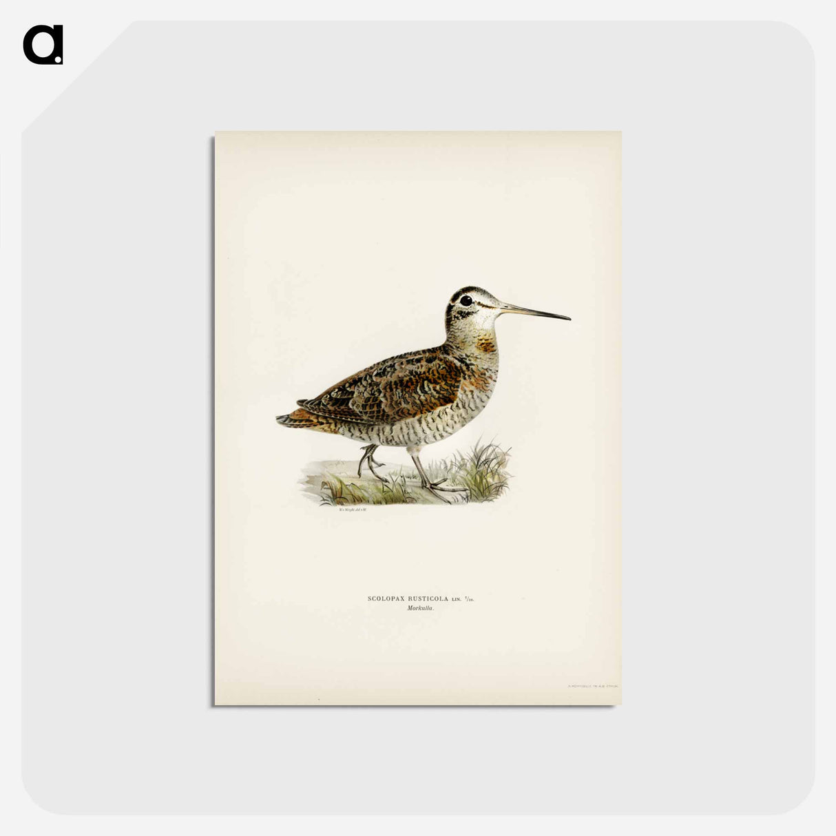 アートポストカード-Eurasian Woodcock
- スヴェンスカ フォグラル Postcard.