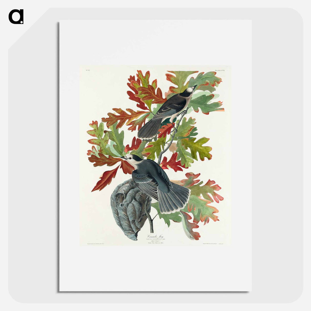 アートポスター-Canada Jay from Birds of America
- アメリカの鳥たち Poster.