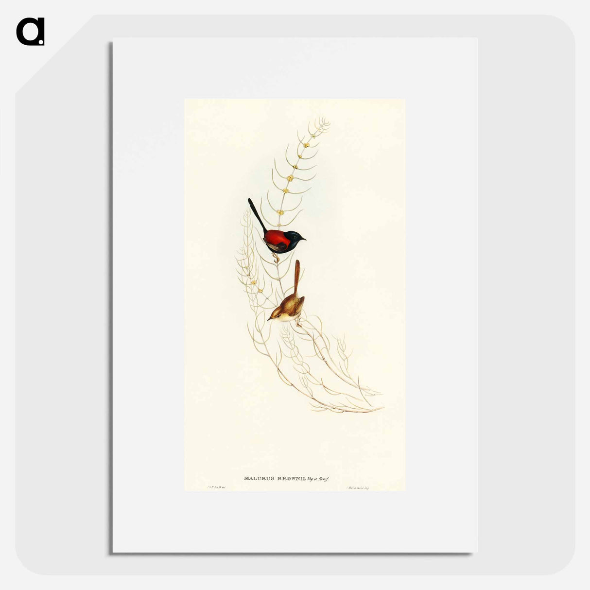 アートポスター-Brown's Wren
- オーストラリアの鳥 Poster.
