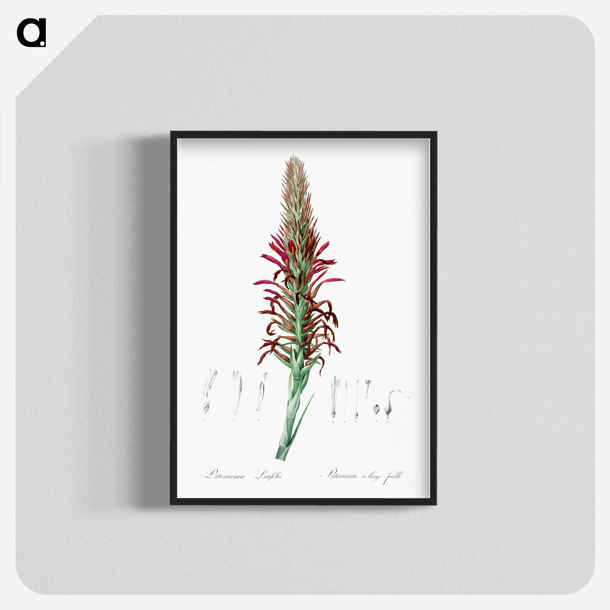 2-76_The-Lilies_blk-crop