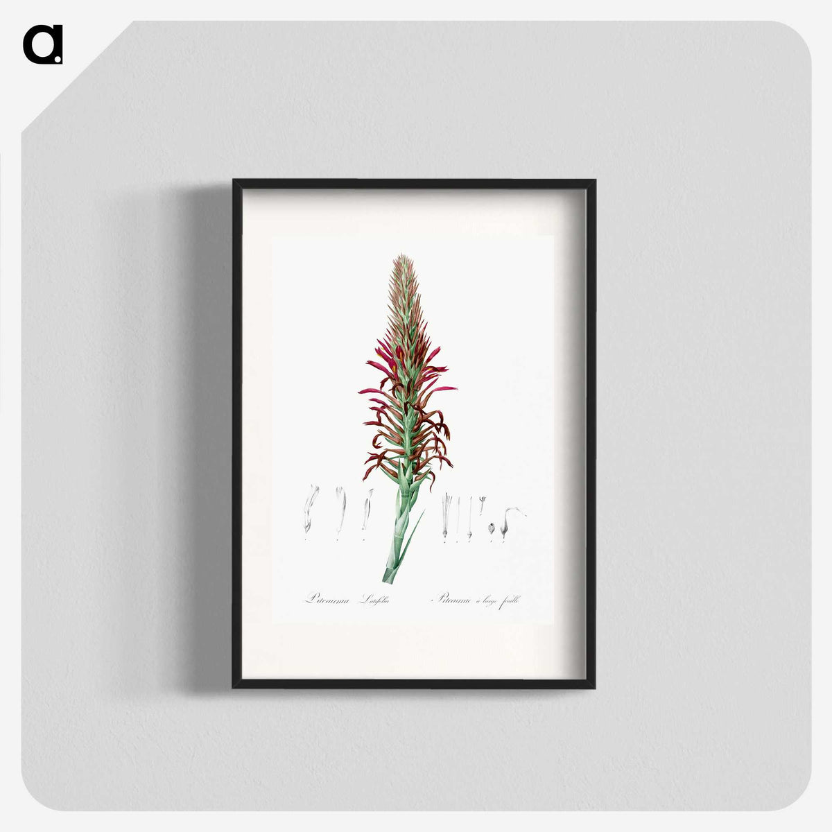 2-76_The-Lilies_blk
