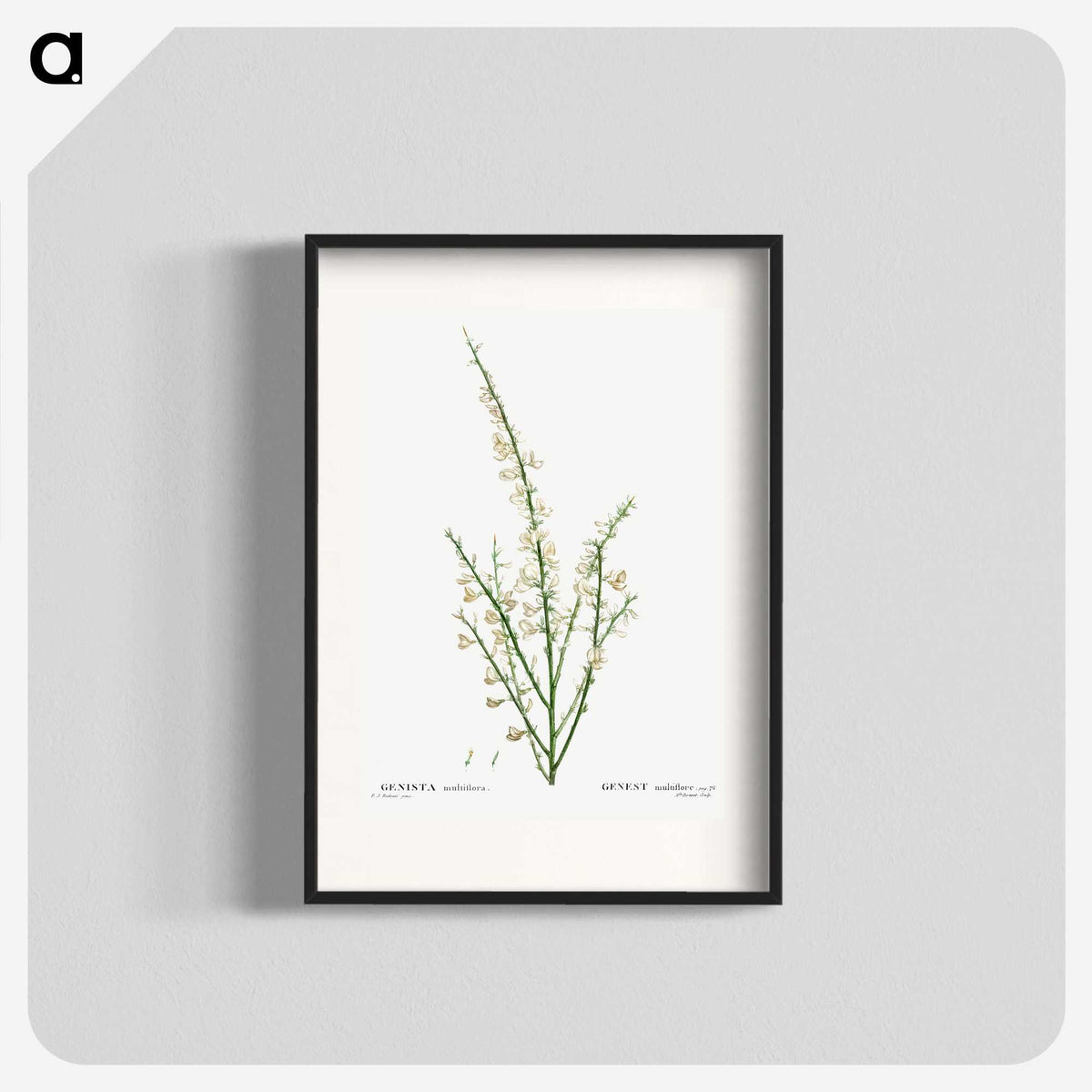 2-76_Treatise-on-Trees-and-Shrubs_blk
