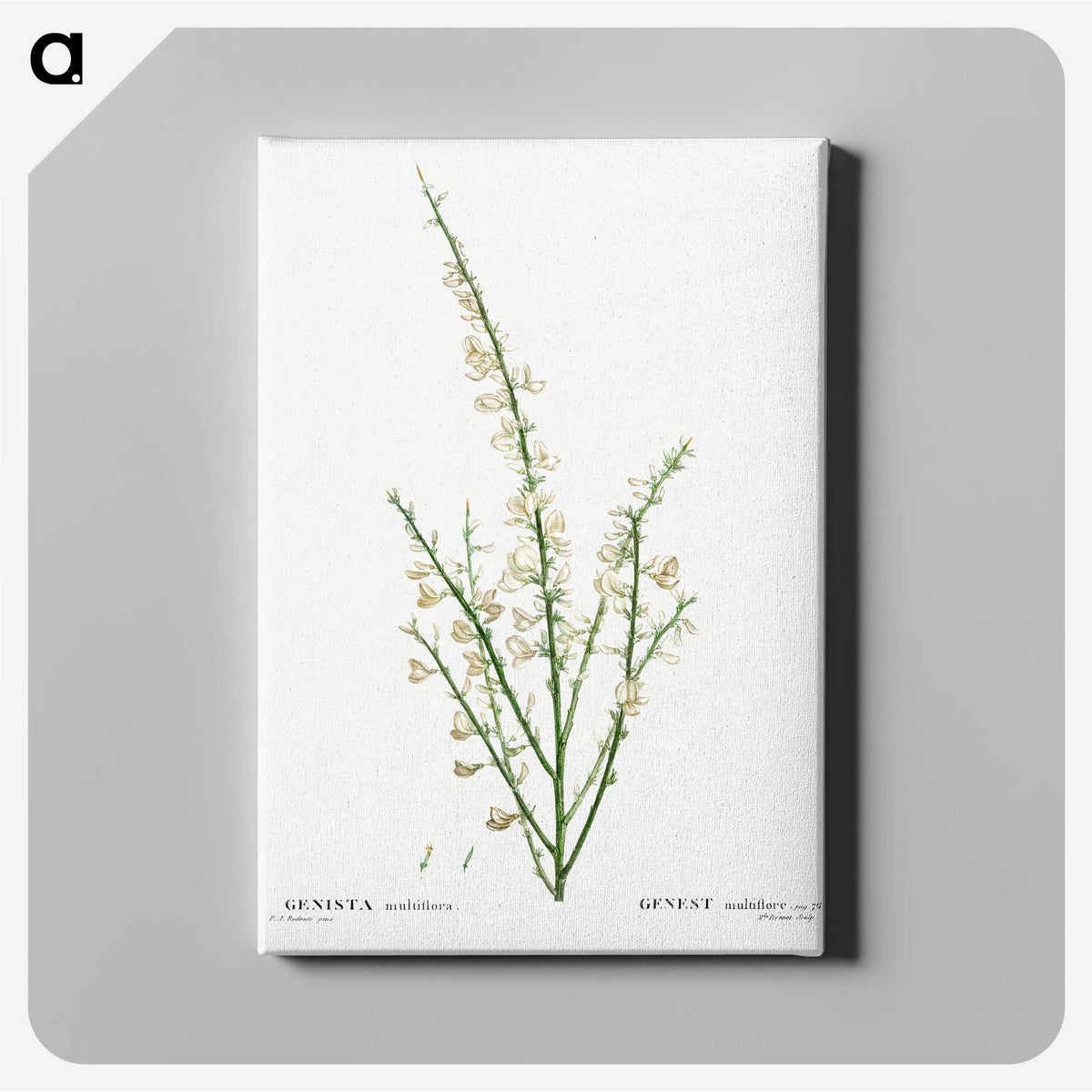 2-76_Treatise-on-Trees-and-Shrubs_canvas