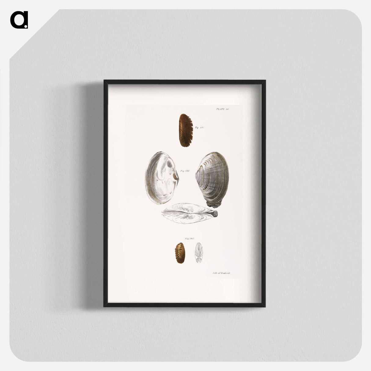 Mya arenaria. Solemya borealis. Solemya velum. - New York Zoological Poster.