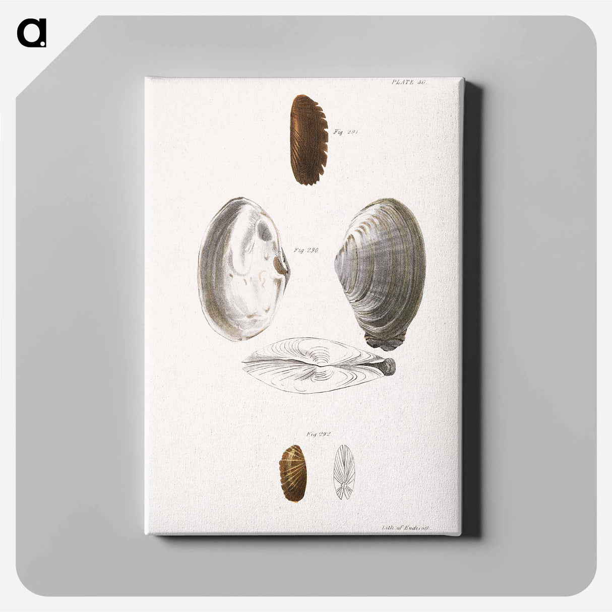 Mya arenaria. Solemya borealis. Solemya velum. - New York Zoology Canvas.