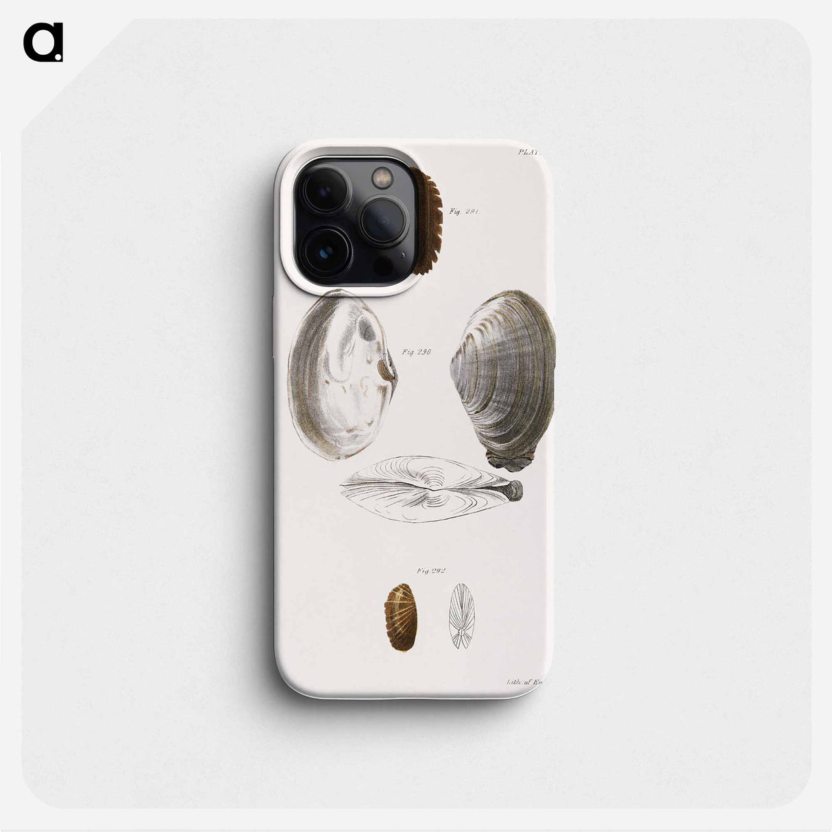 Mya arenaria. Solemya borealis. Solemya velum. - New York Zoology Phone Case.