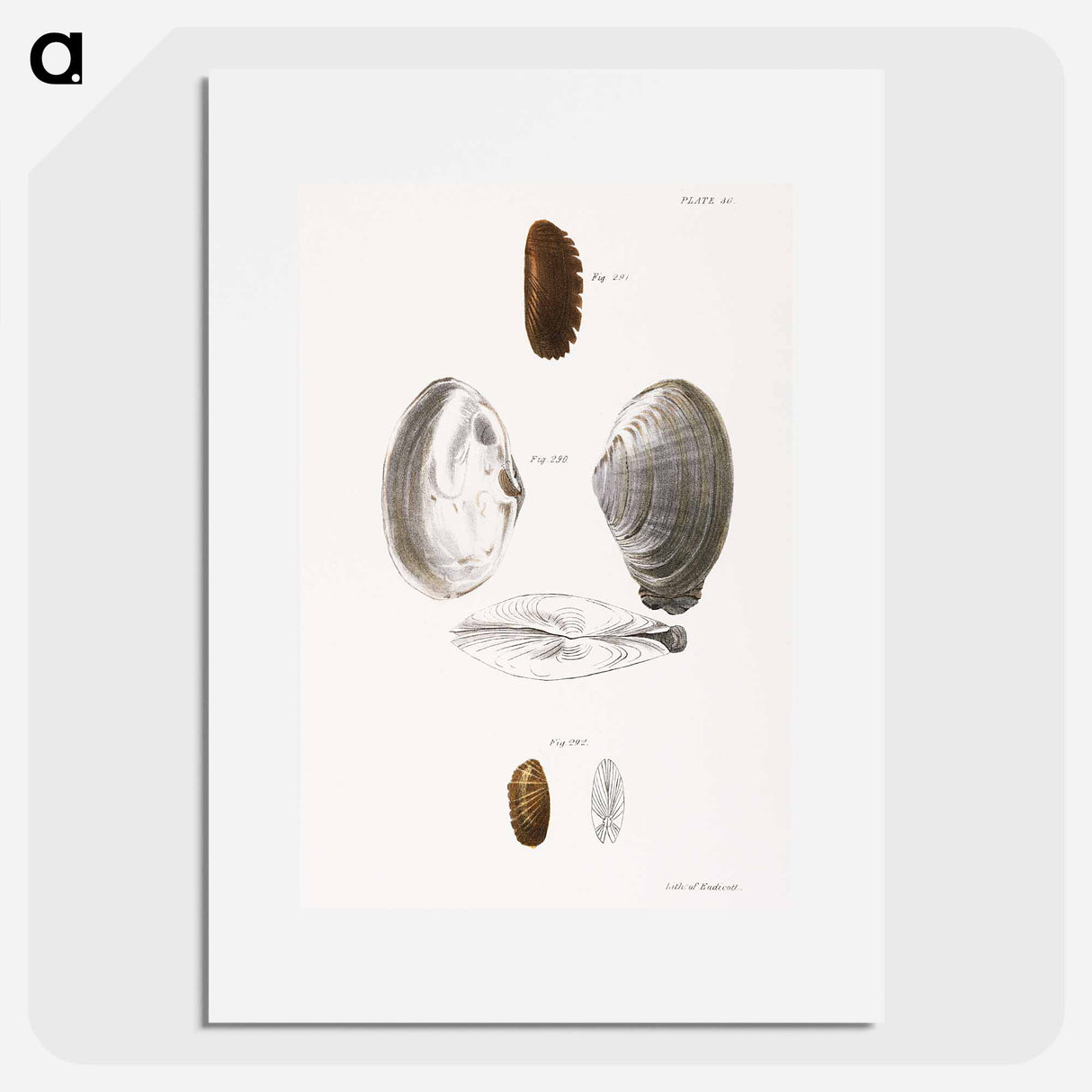 Mya arenaria. Solemya borealis. Solemya velum. - New York Zoological Poster.