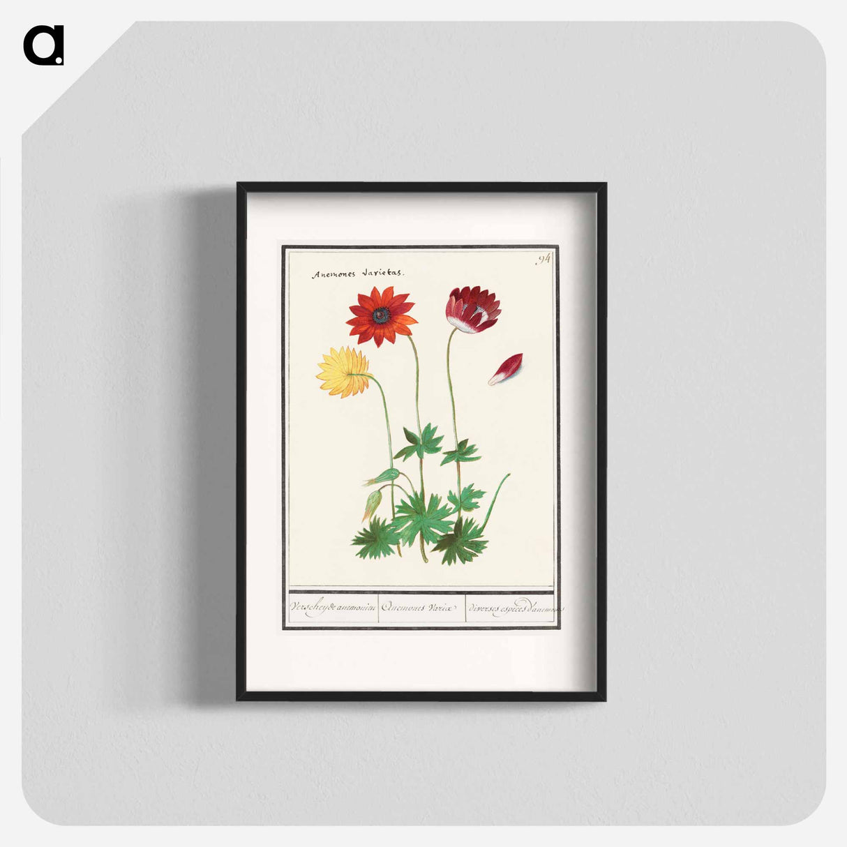 アートポスター-Anemone, Anemone - アンセルムス ボエティウス デ ブート Poster.