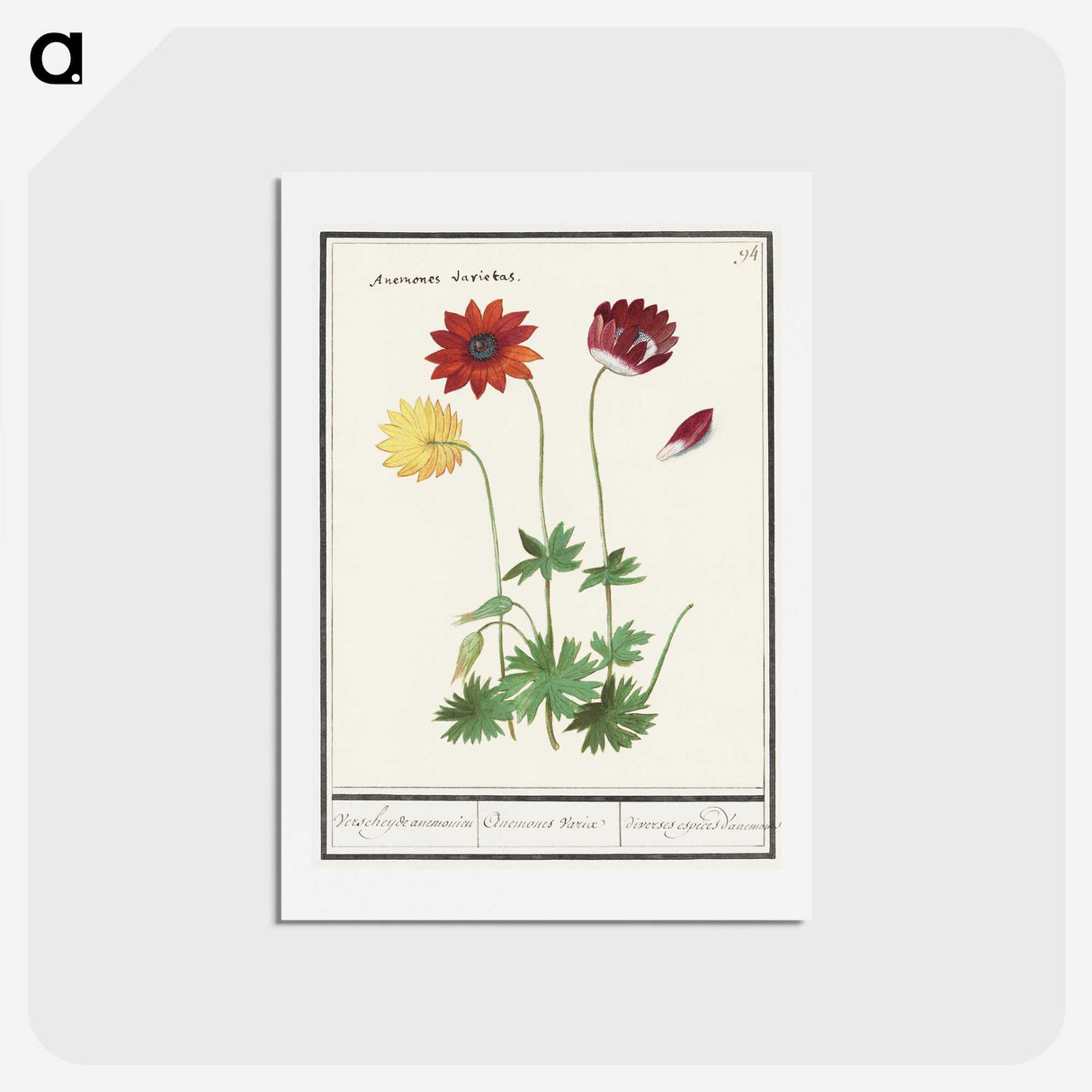 2-77_Anselmus-Boetius-de-Boodt_hagaki