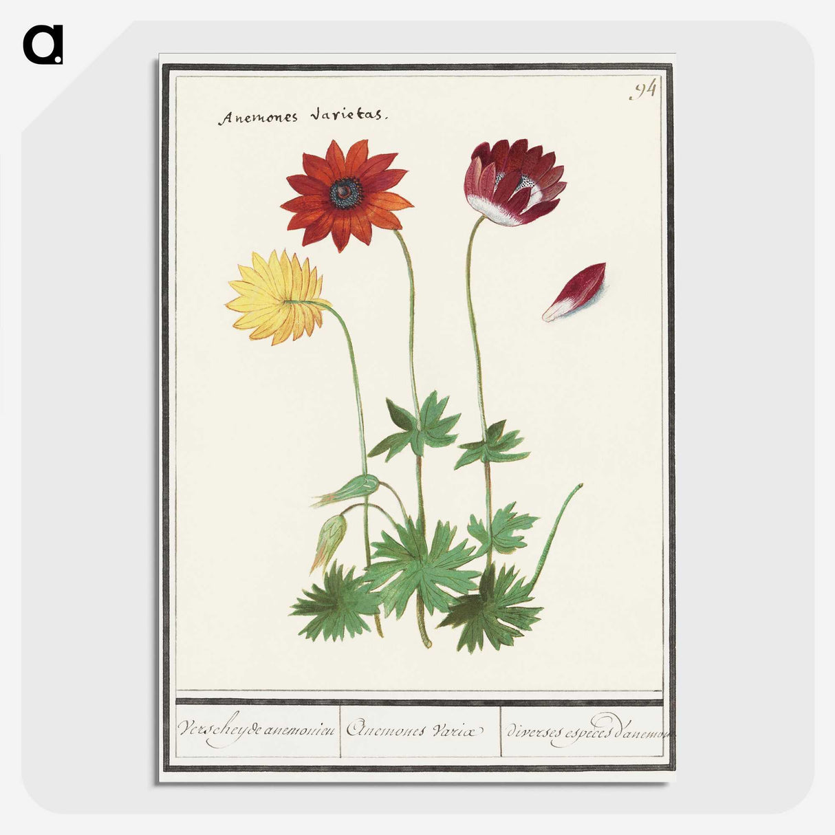 2-77_Anselmus-Boetius-de-Boodt_picture-crop