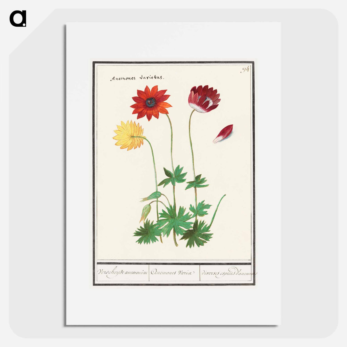 アートポスター-Anemone, Anemone - アンセルムス ボエティウス デ ブート Poster.