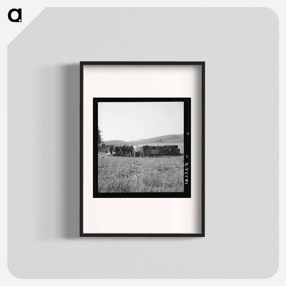 Untitled photo - Dorothea Lange Poster.