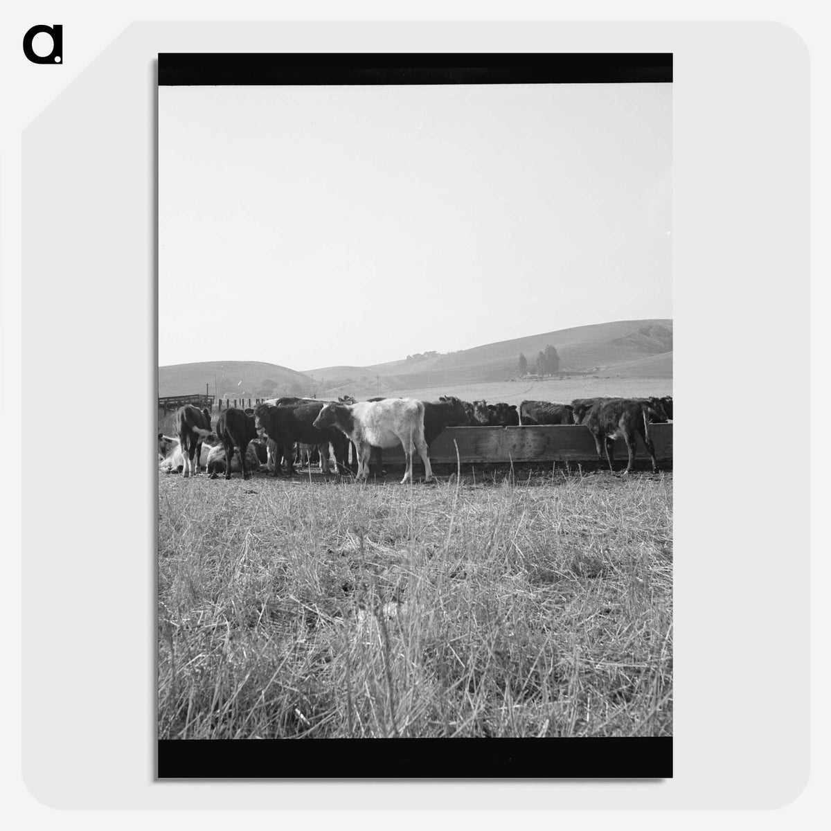 2-77_Dorothea-Lange_picture-crop