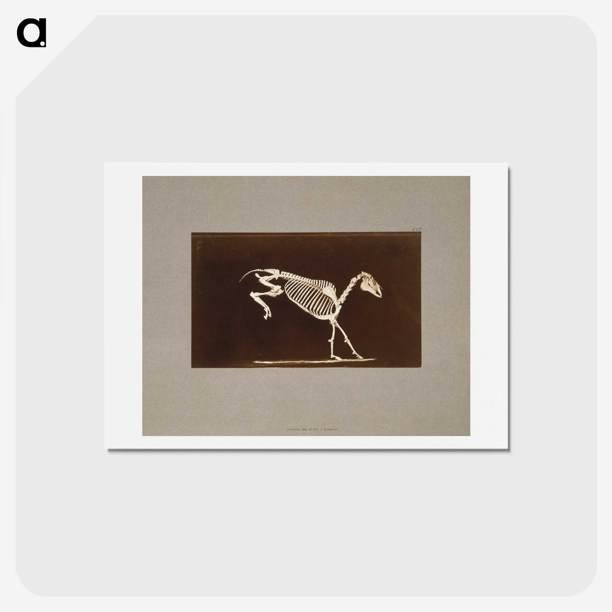 2-77_Eadweard-Muybridge_hagaki