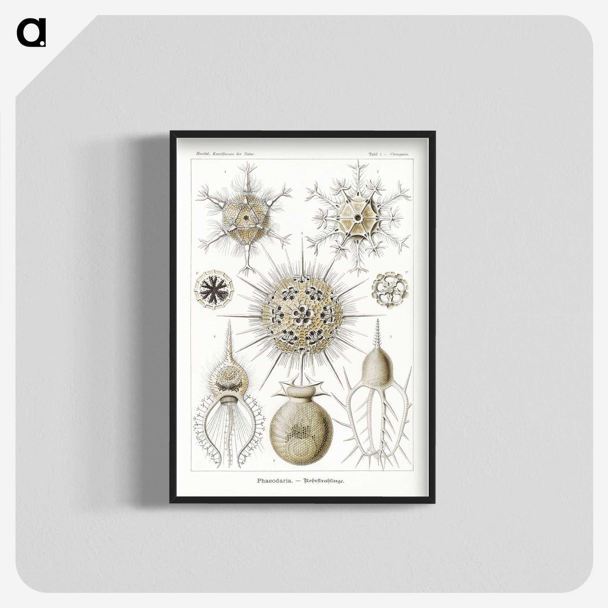 2-77_Ernst-Haeckel_blk-crop