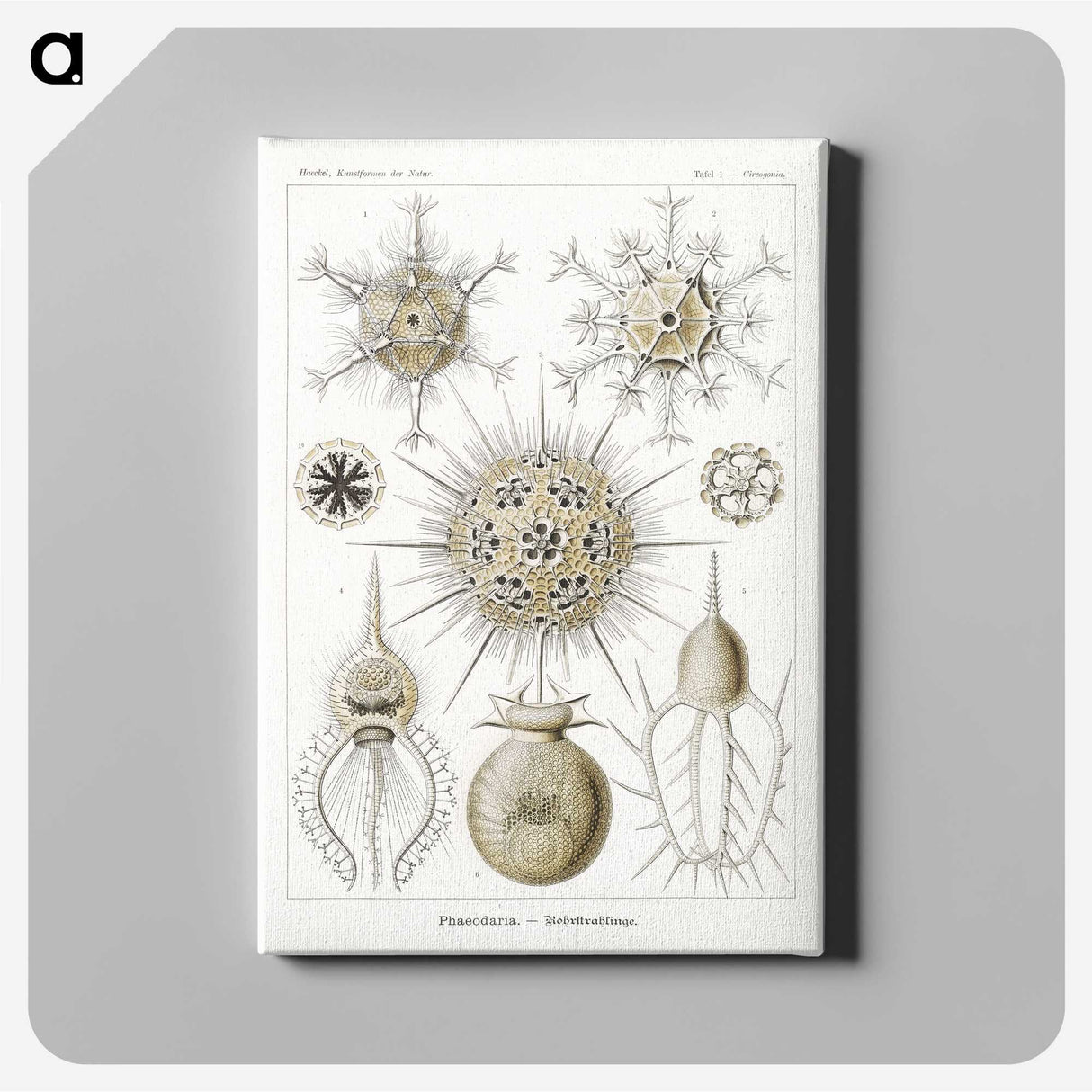 2-77_Ernst-Haeckel_canvas