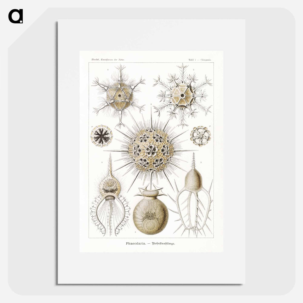 Phaeodaria–Rohrstrahlinge - エルンスト ヘッケル Poster.