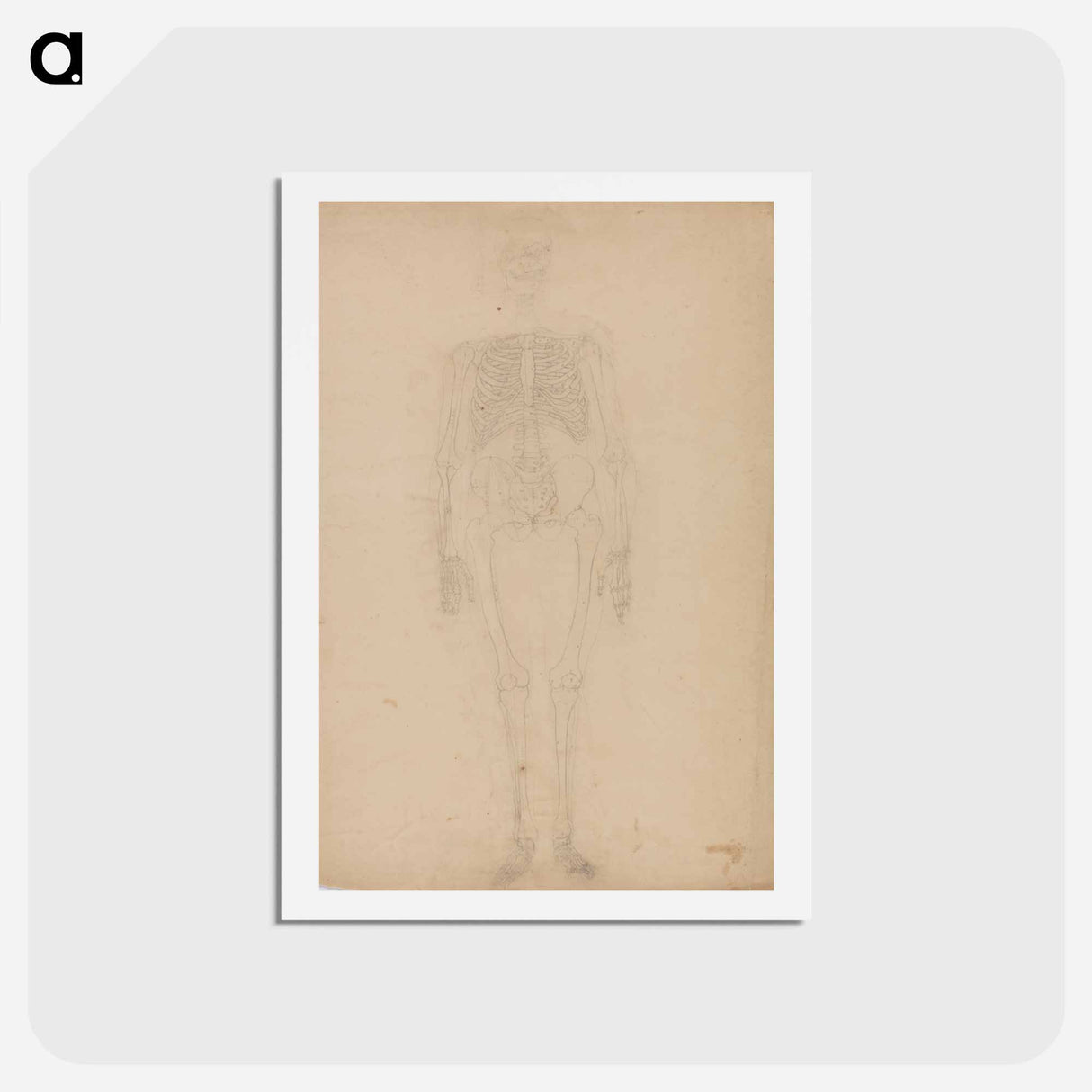 アートポストカード-Human Skeleton, Anterior View
- ジョージ スタッブス Postcard.