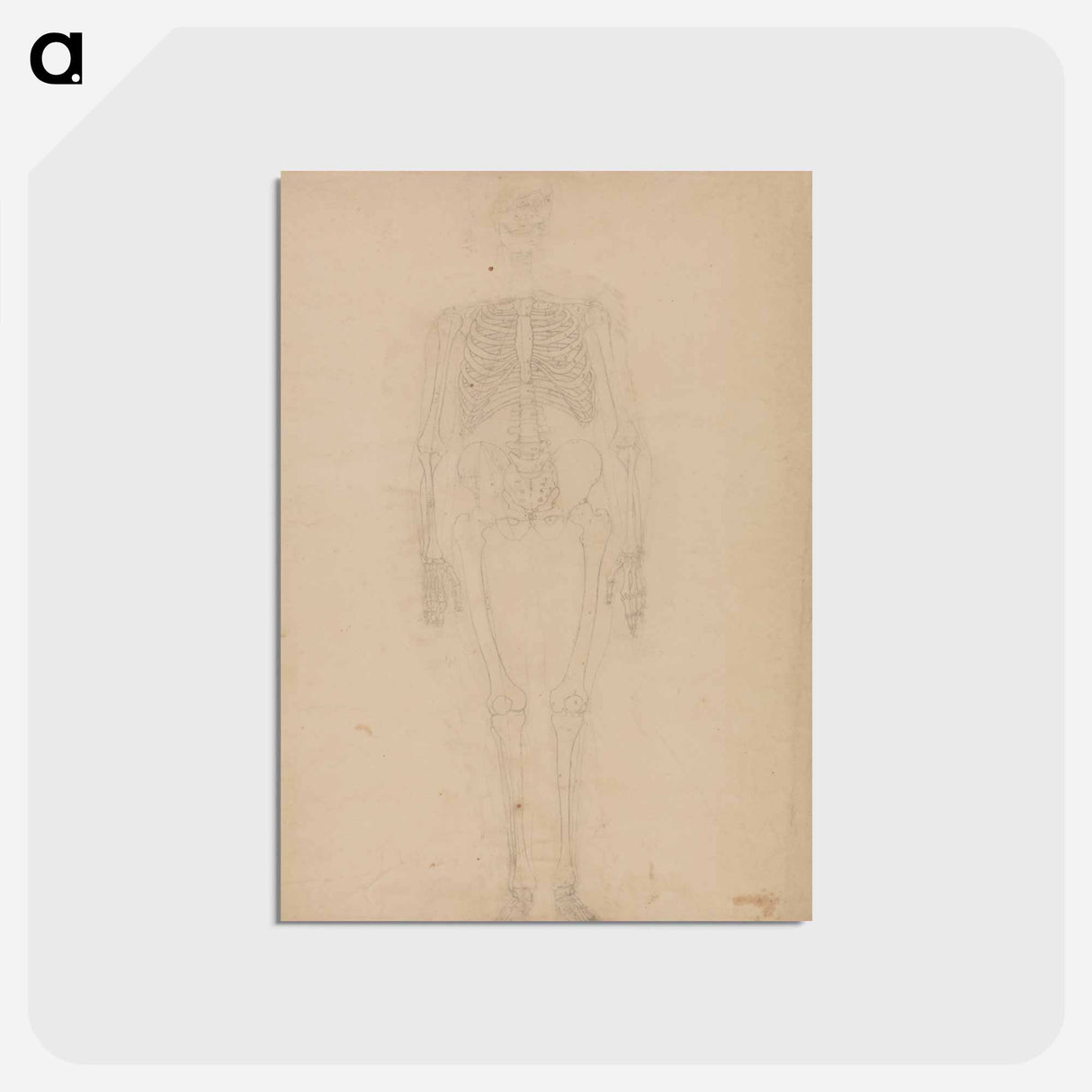 アートポストカード-Human Skeleton, Anterior View
- ジョージ スタッブス Postcard.