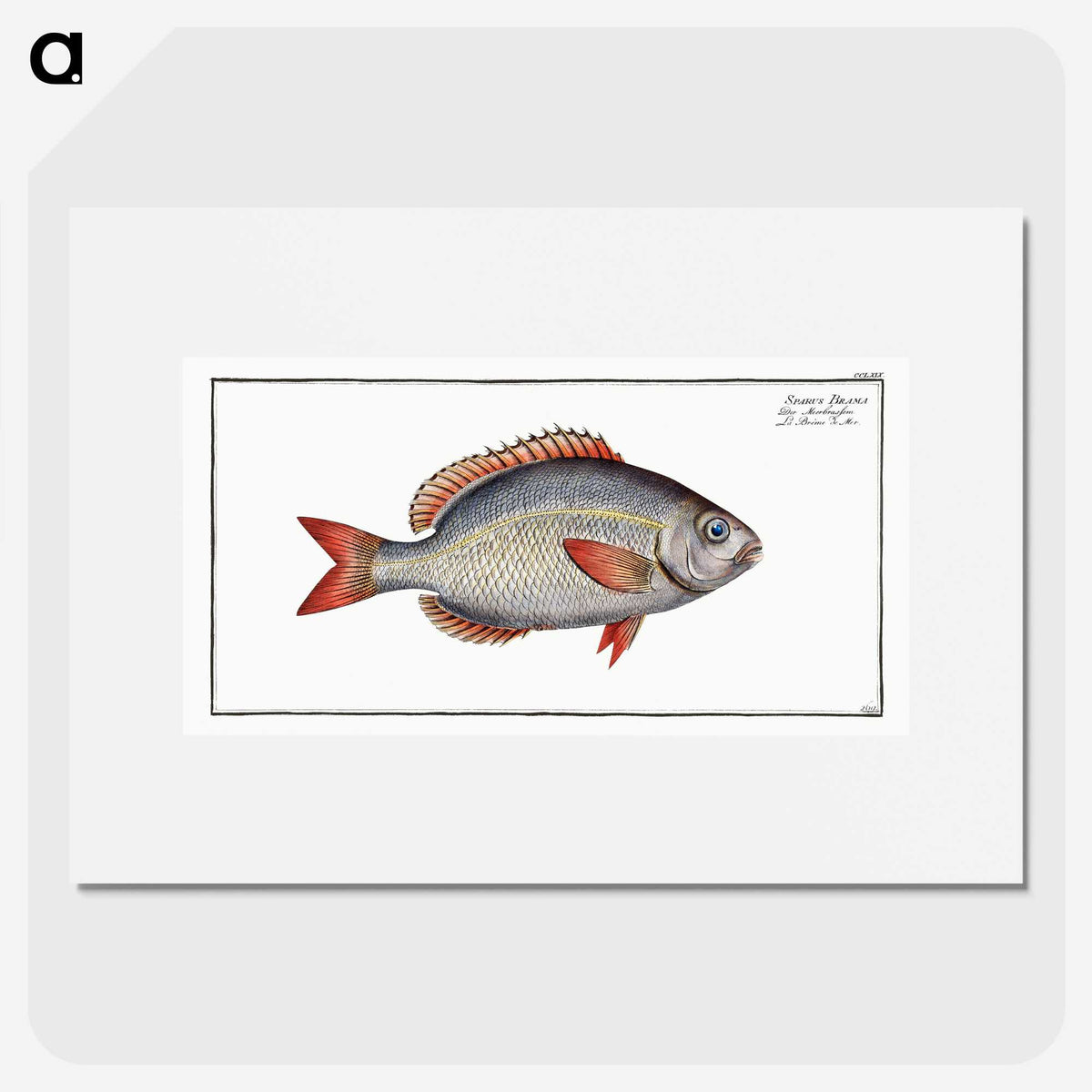2-77_Ichtyologie-ou-Histoire-naturelle_picture