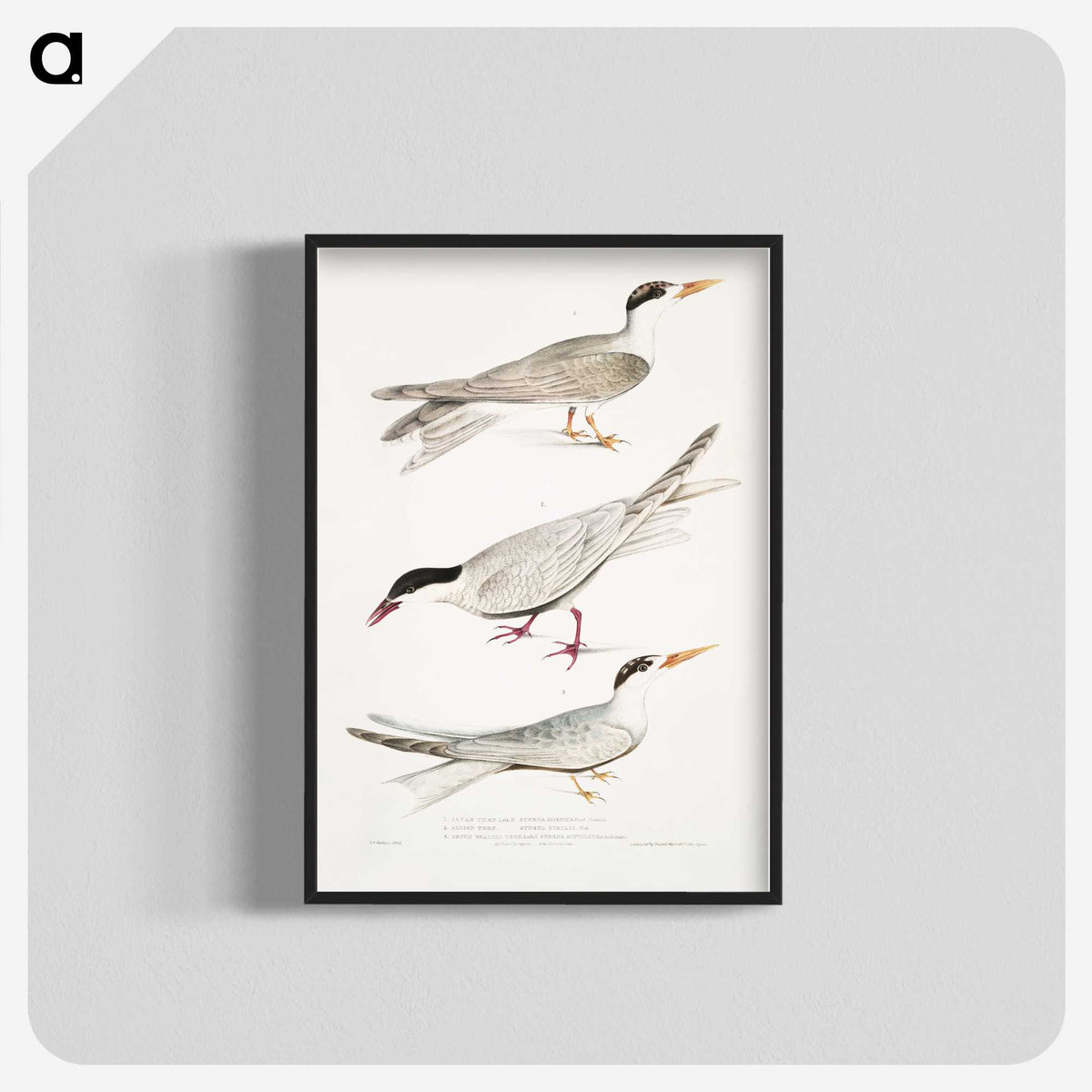2-77_Indian-Zoology_blk-crop