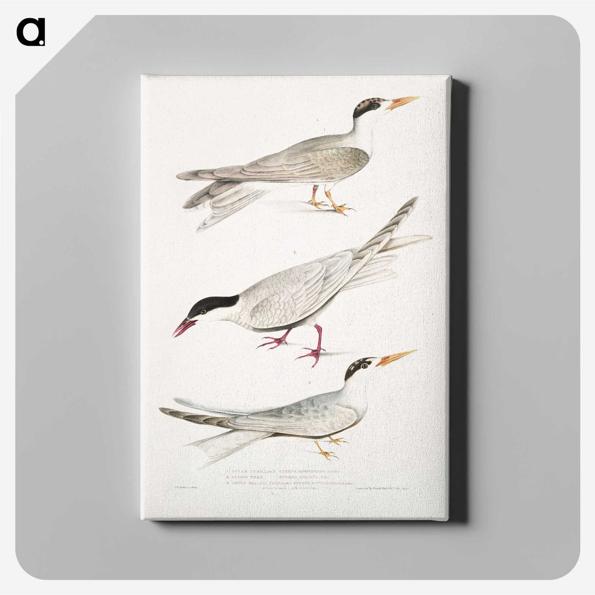 2-77_Indian-Zoology_canvas