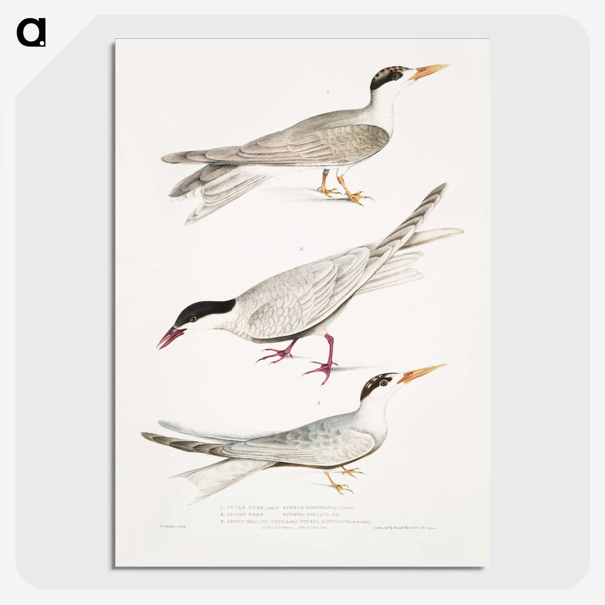 2-77_Indian-Zoology_picture-crop