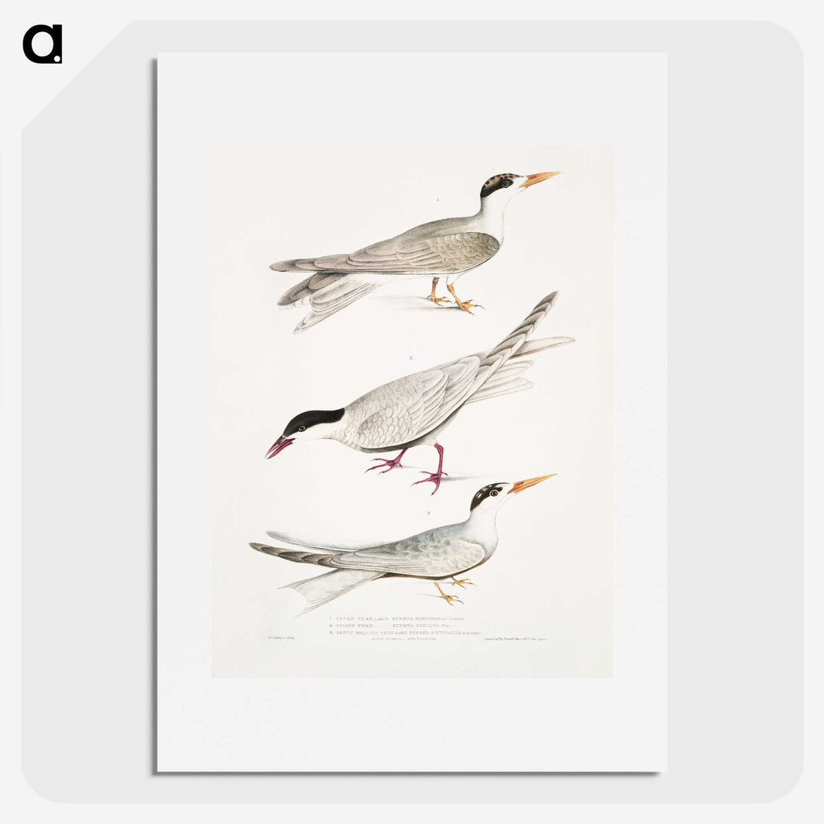 2-77_Indian-Zoology_picture