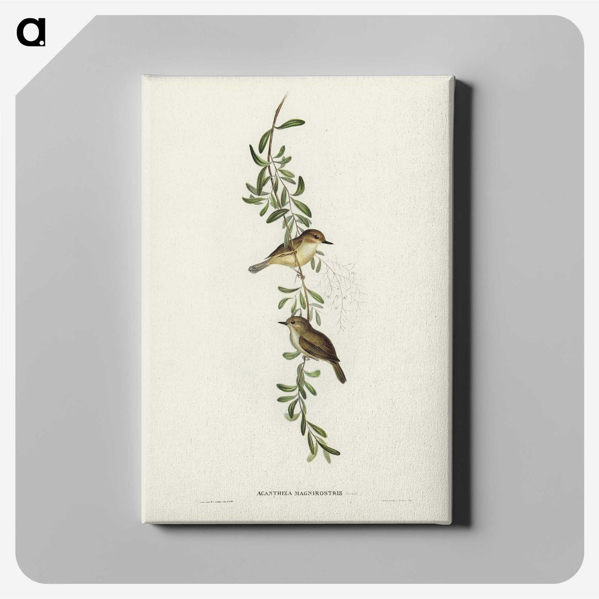 2-77_John-Gould_canvas