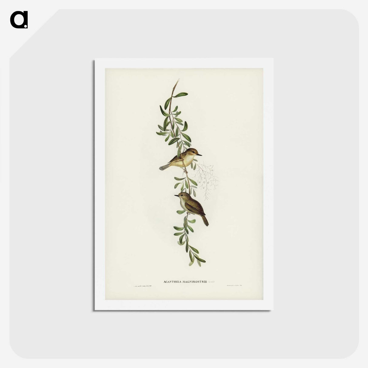 2-77_John-Gould_hagaki