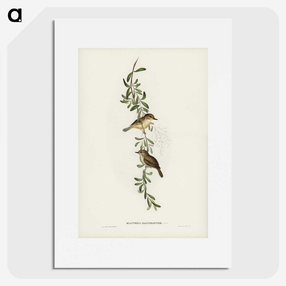 2-77_John-Gould_picture