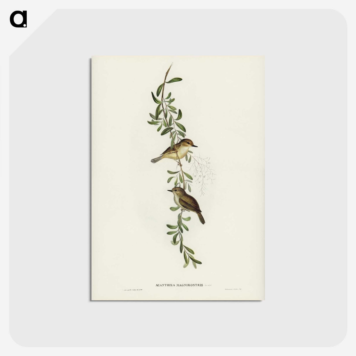 2-77_John-Gould_postcard