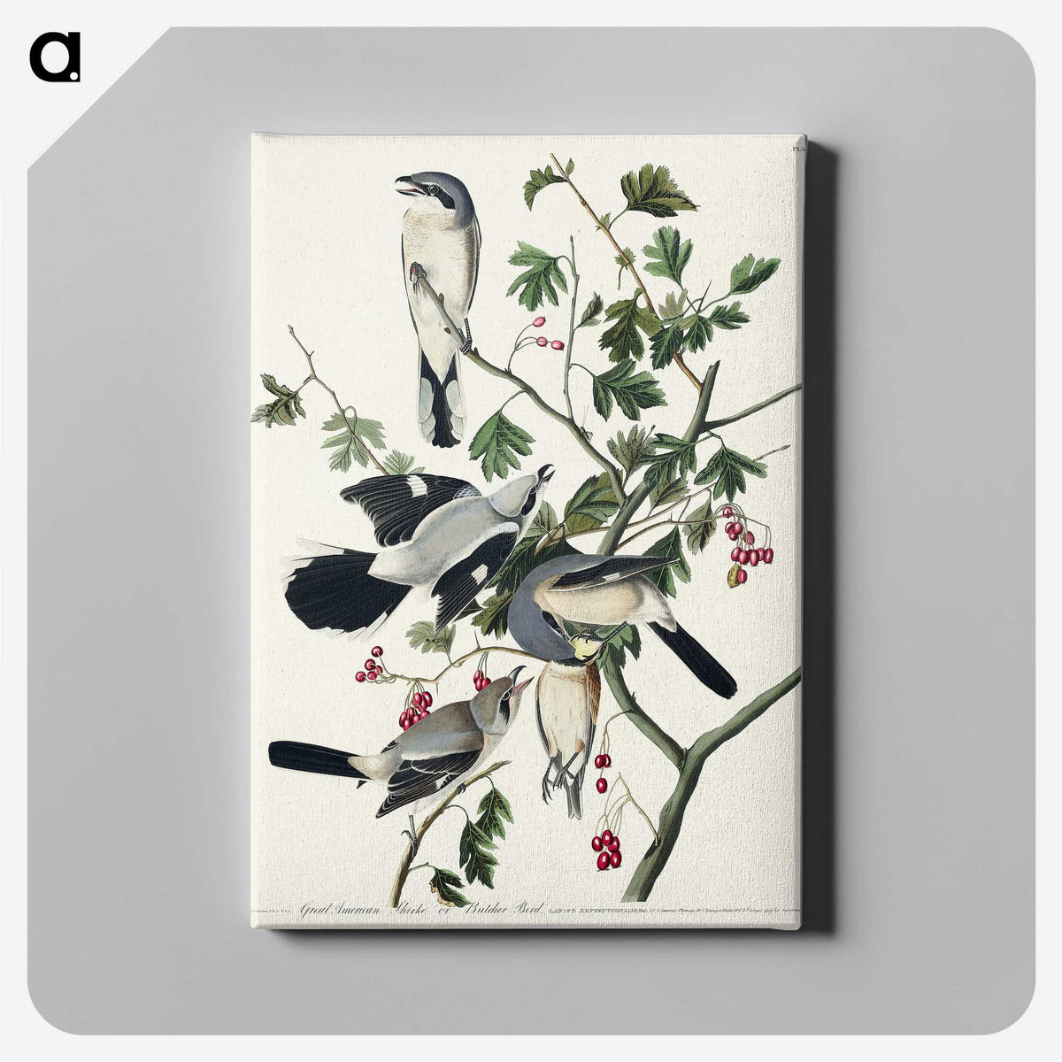 2-77_John-James-Audubon_canvas