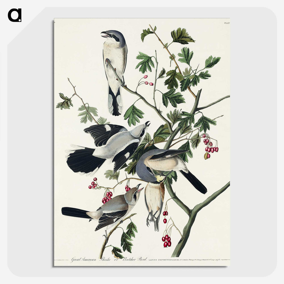 2-77_John-James-Audubon_picture-crop