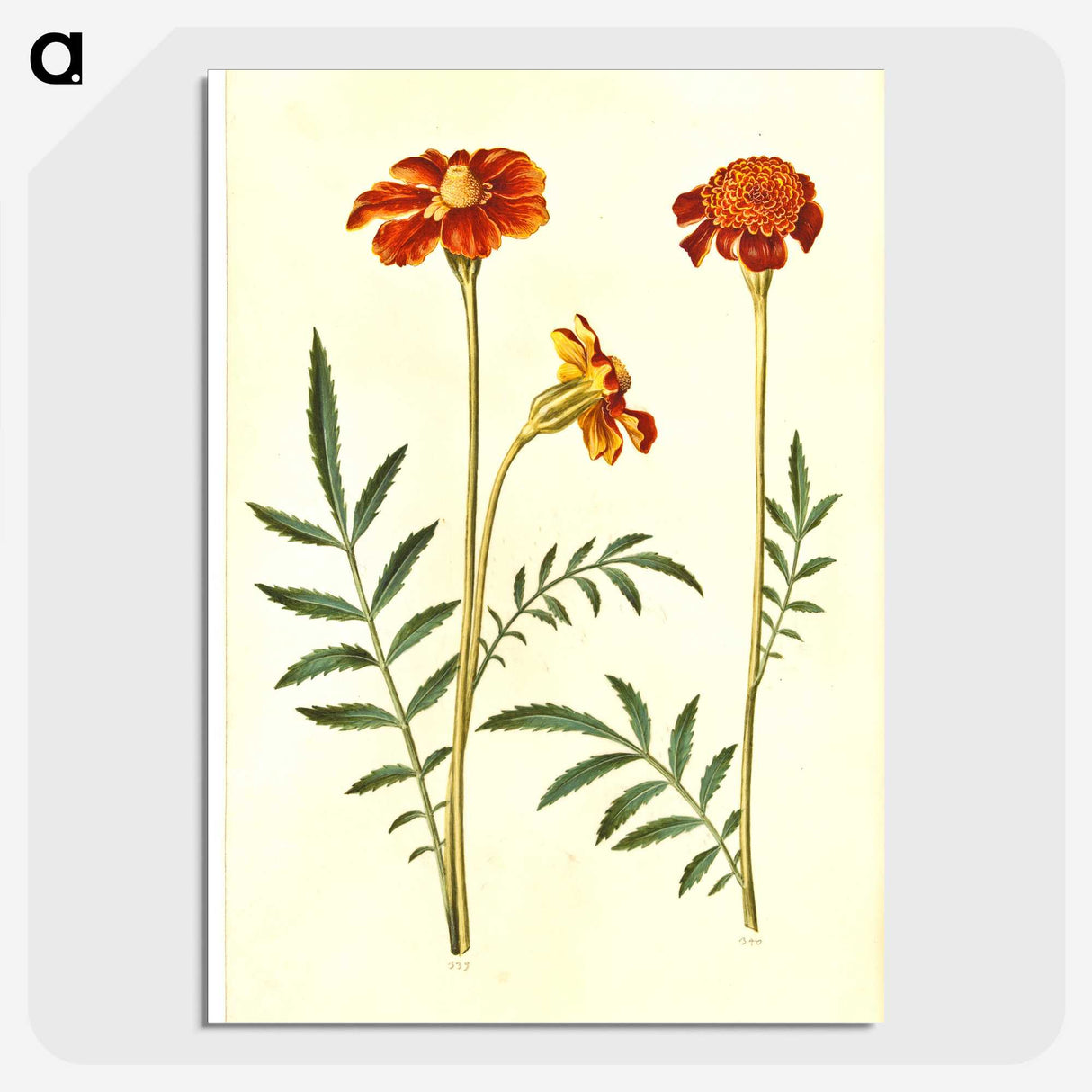 2-77_Maria-Sibylla-Merian_picture-crop