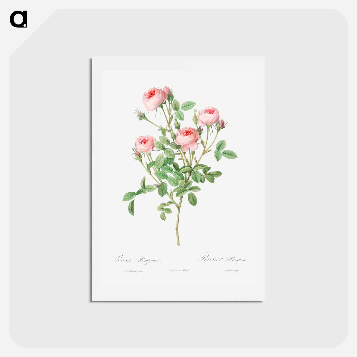 アートポストカード-Burgundian Rose - ピエール ジョゼフ ルドゥーテ Postcard.