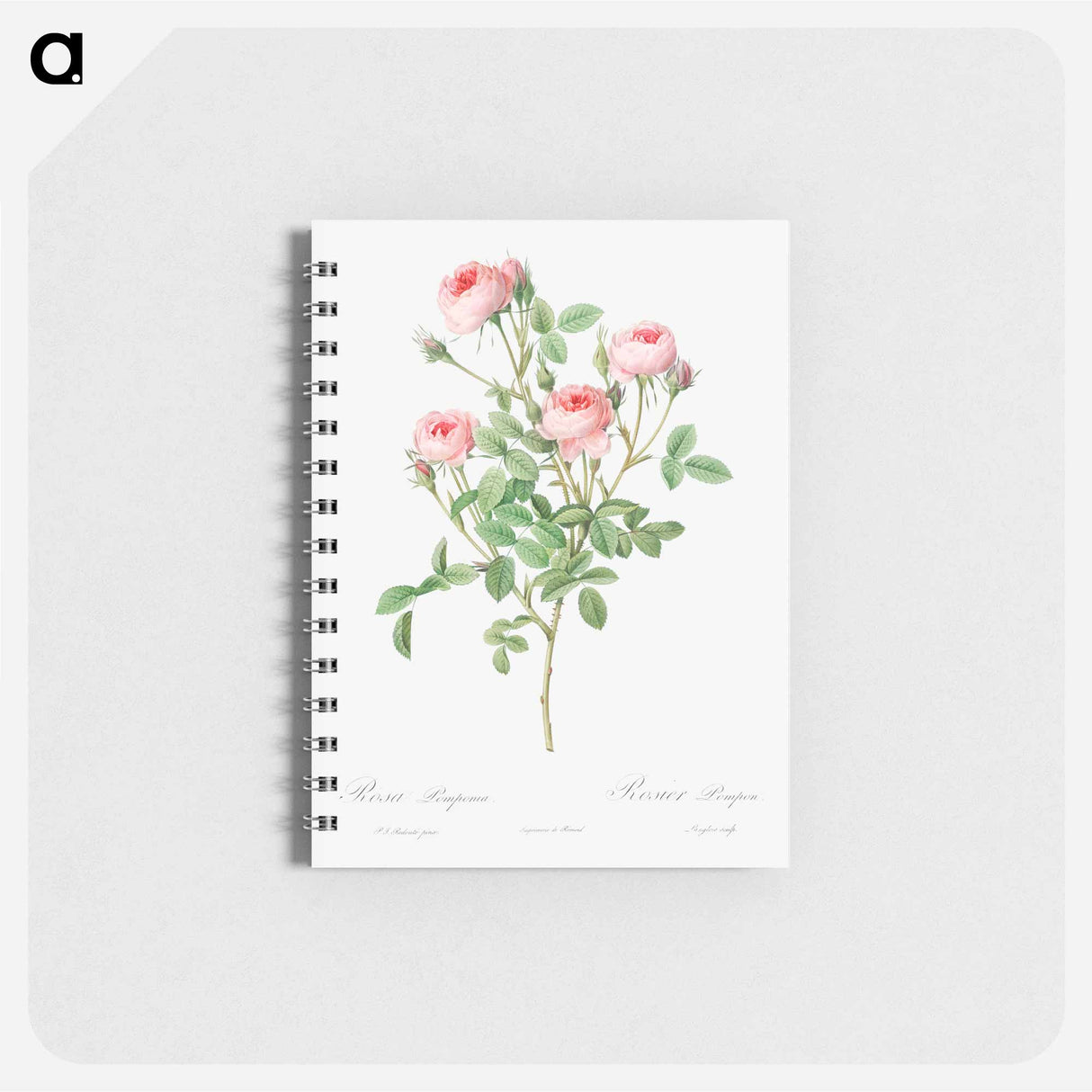 Burgundian Rose - ピエール ジョゼフ ルドゥーテ Memo.