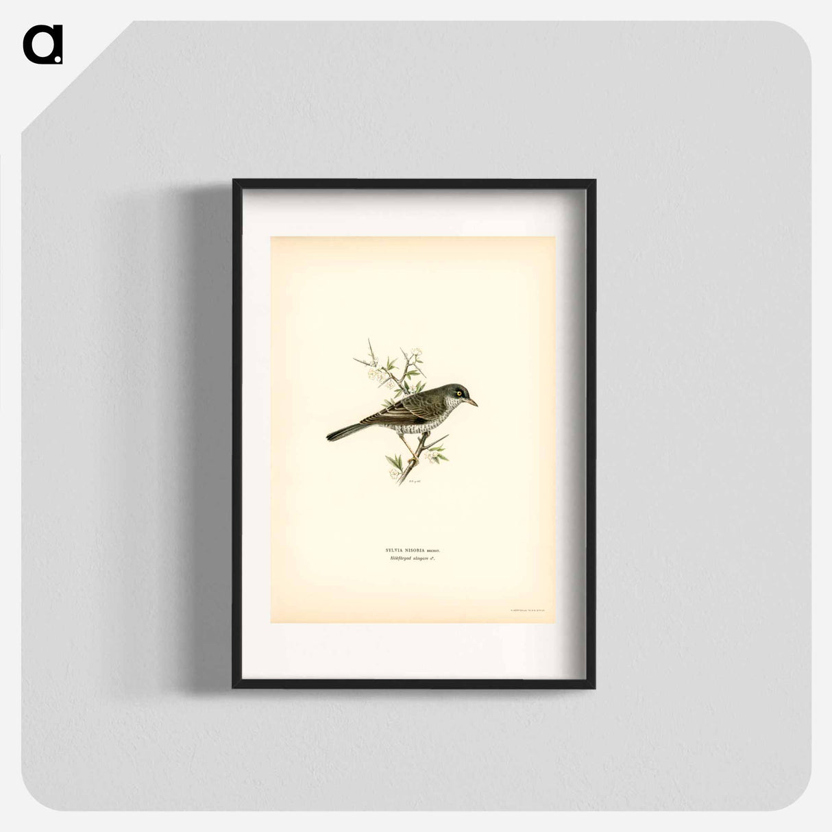 アートポスター-Barred Warbler
- スヴェンスカ フォグラル Poster.