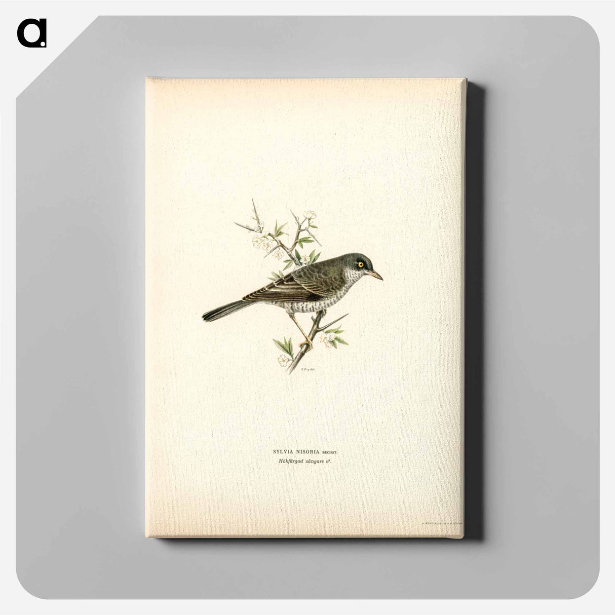 アートパネル-Barred Warbler
- スヴェンスカ フォグラル Canvas.