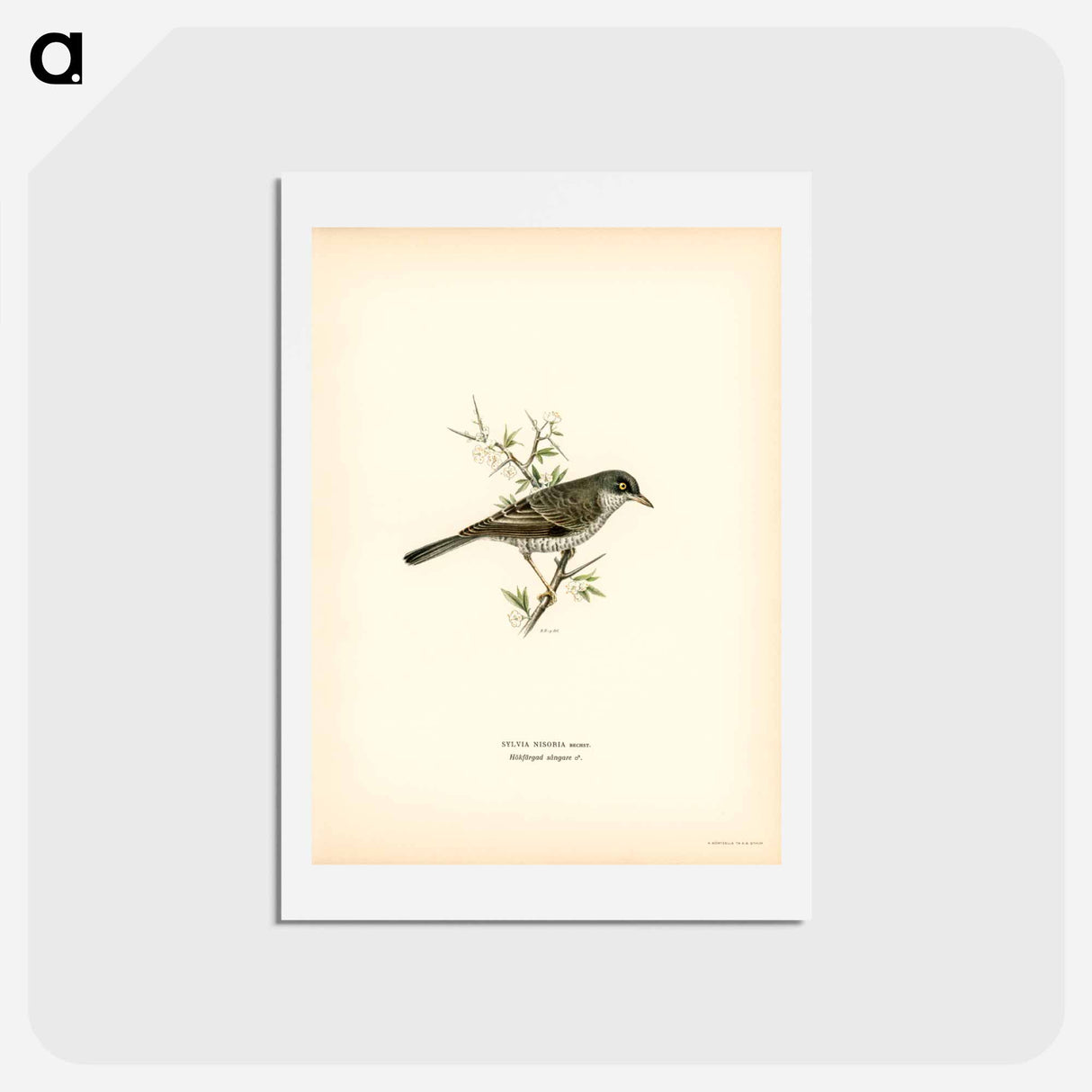アートポストカード-Barred Warbler
- スヴェンスカ フォグラル Postcard.
