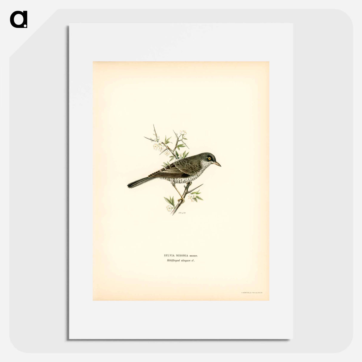 アートポスター-Barred Warbler
- スヴェンスカ フォグラル Poster.