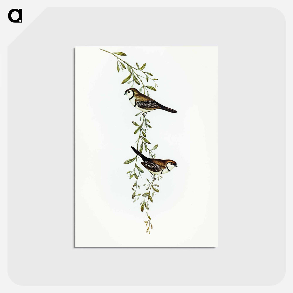 アートポストカード-Black-rumped Finch
- オーストラリアの鳥 Postcard.