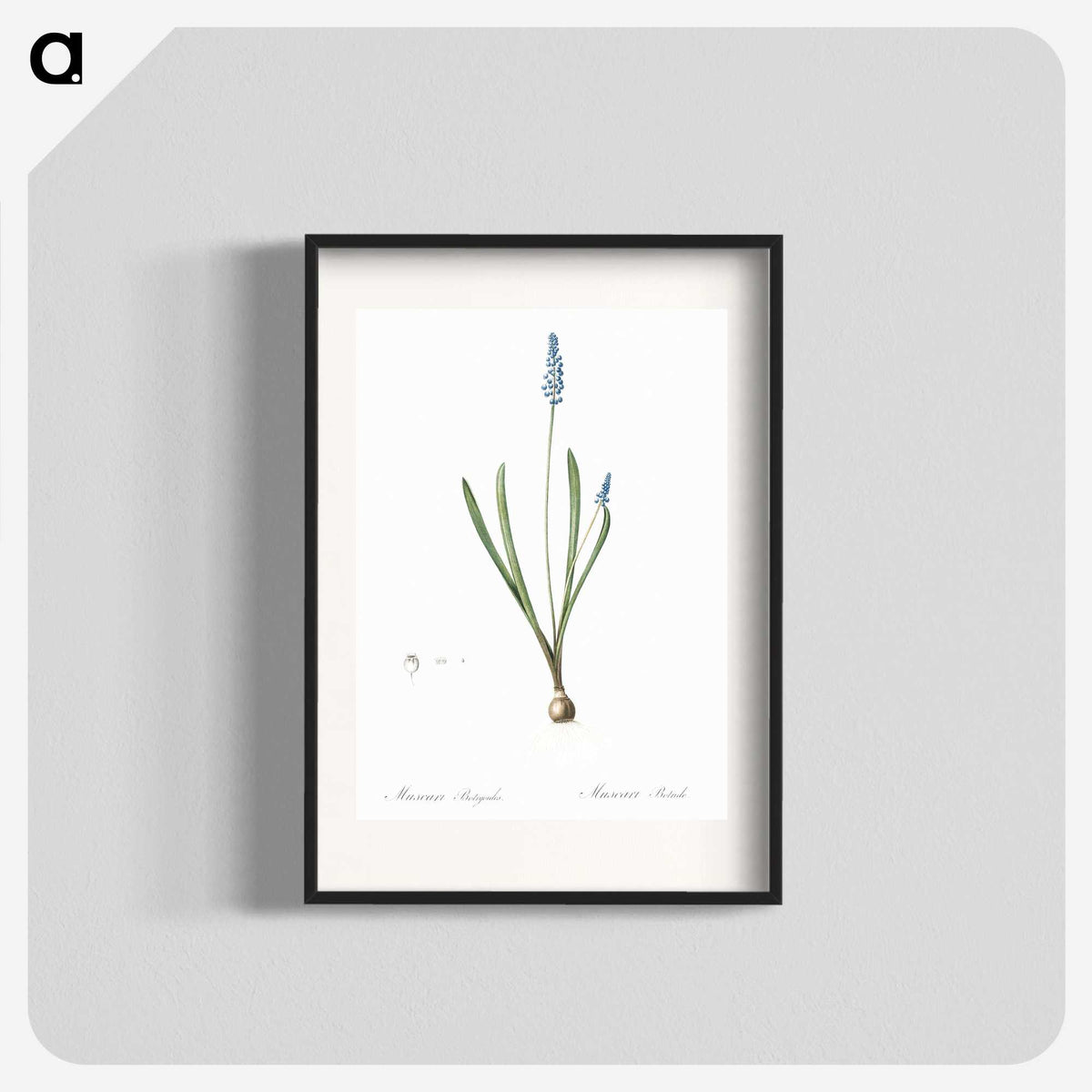 2-77_The-Lilies_blk