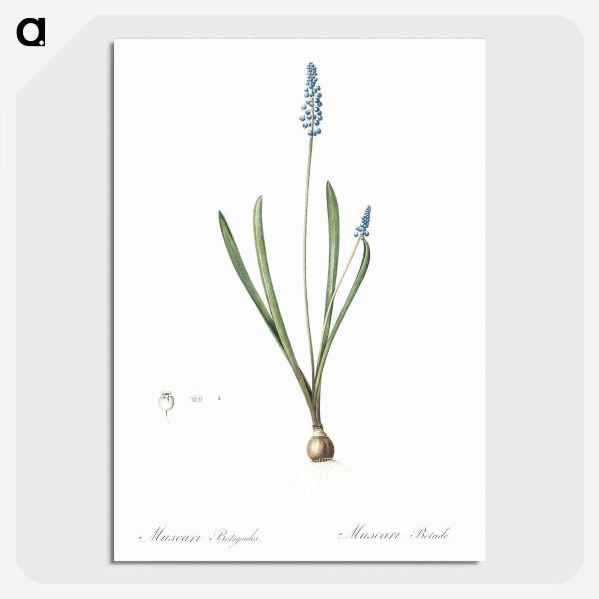 2-77_The-Lilies_picture-crop