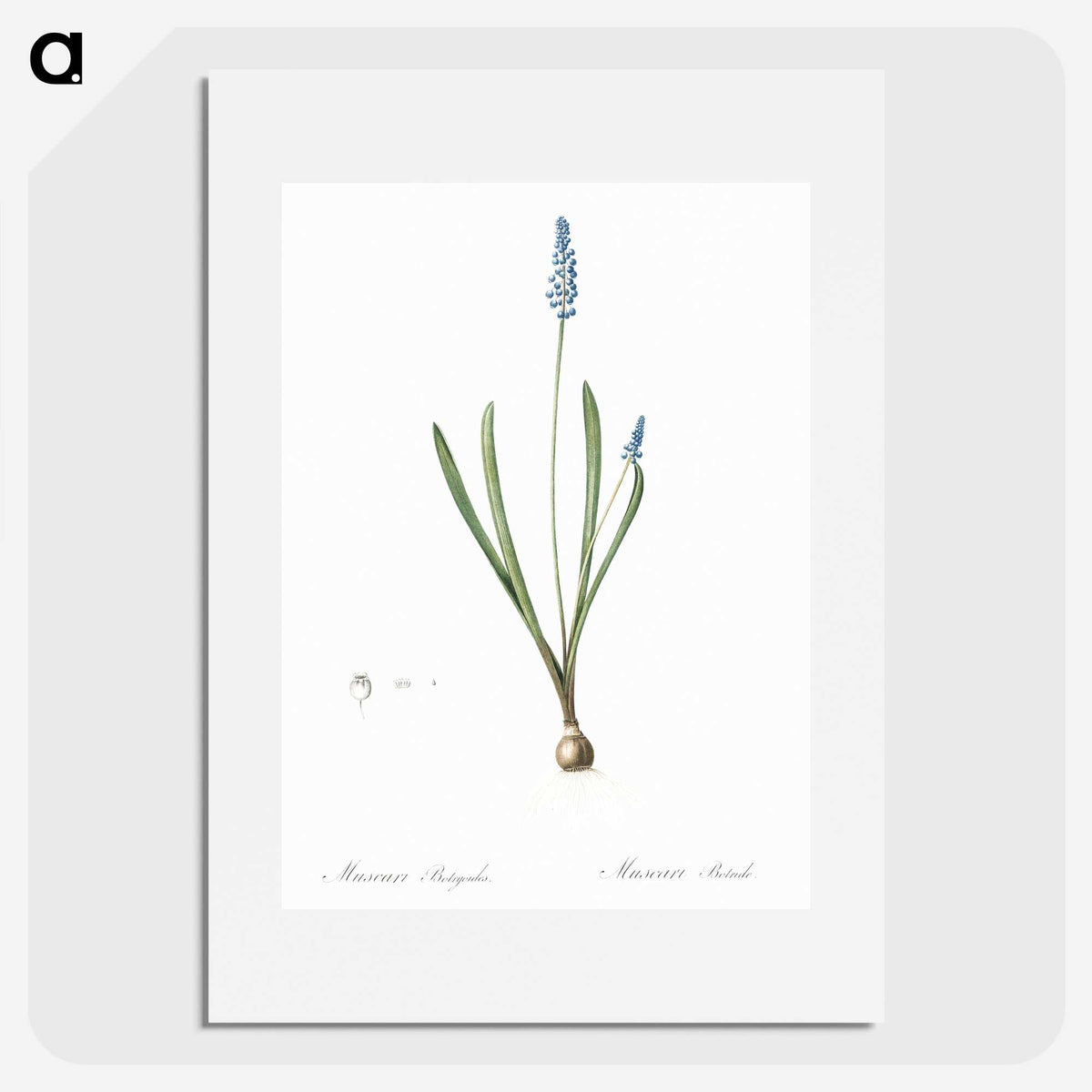 2-77_The-Lilies_picture