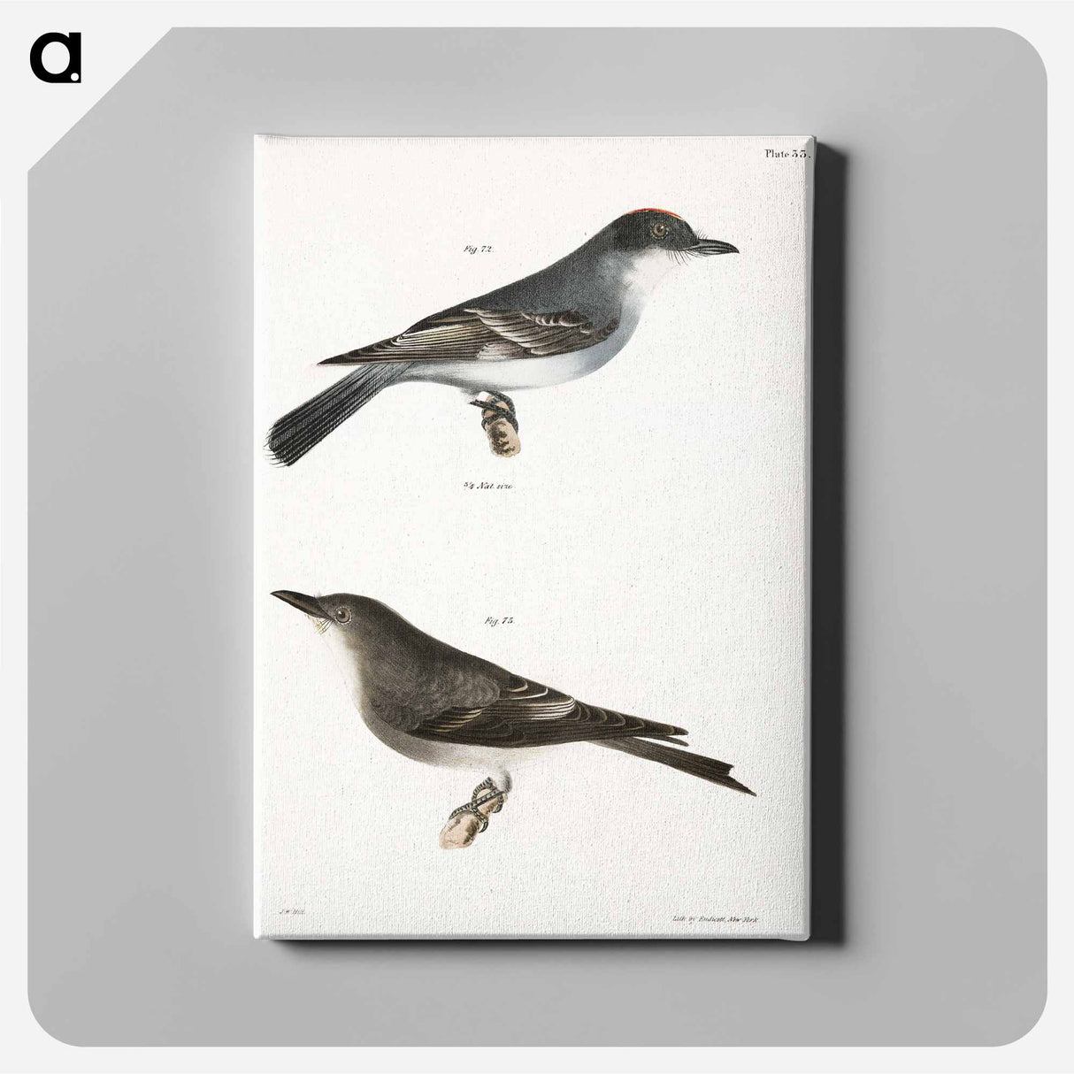 The Kingbird (Tyrannus intrepidus) 73. The Olive-sided Kingbird (Tyrannus cooperi) - ニューヨークの動物学 Canvas.