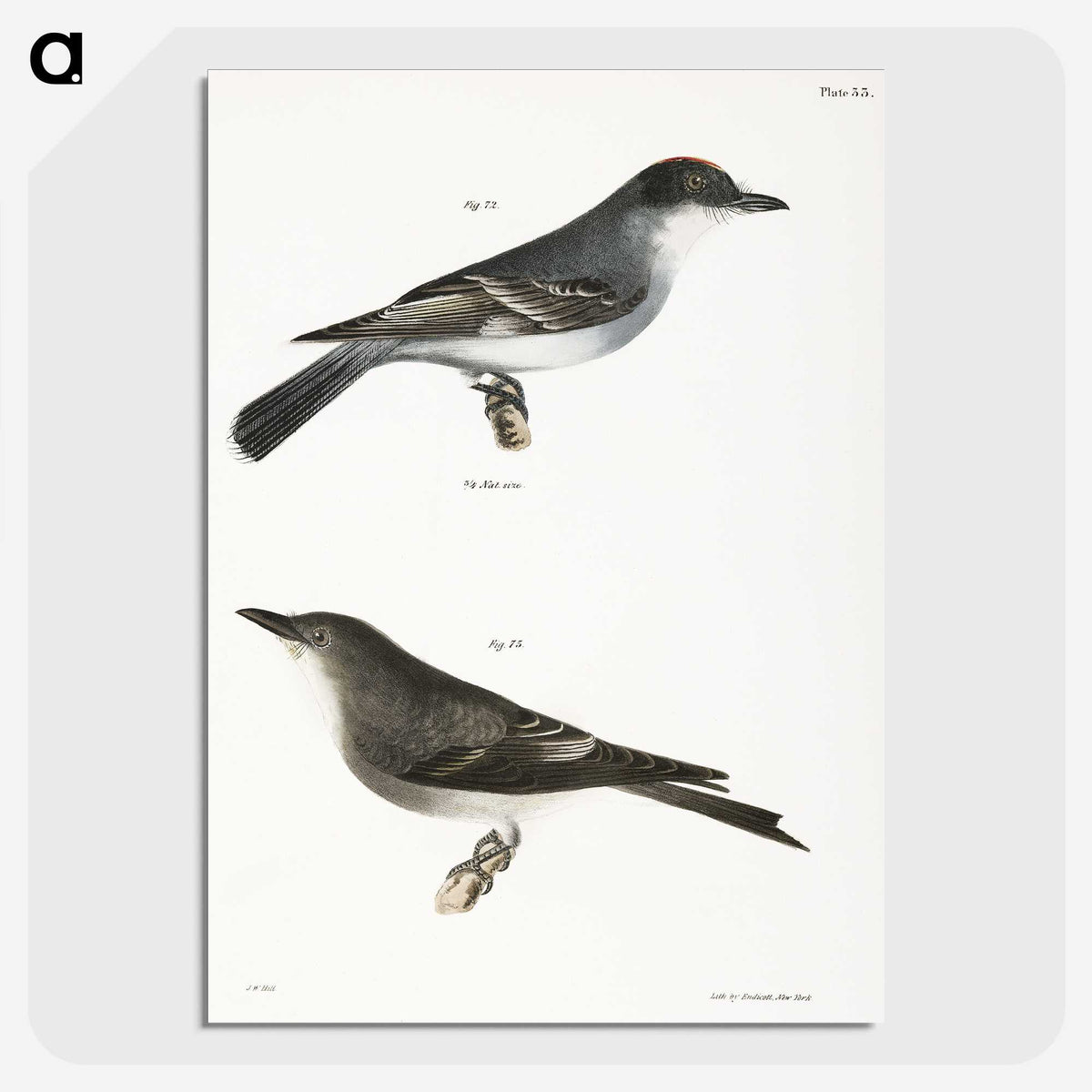 2-77_Zoology-of-New-York_picture-crop
