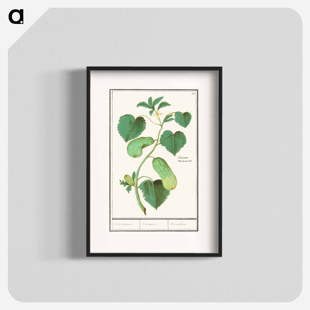 Cucumber - アンセルムス ボエティウス デ ブート Poster.